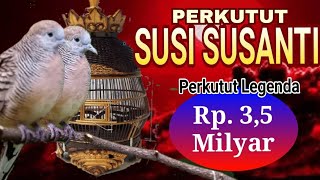 Perkutut Bangkok Titisan Susi Susanti yang lagi Viral Rp 3.5 Milyar