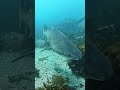 FIRST EXPERIENCE WITH BIG SHARKS #greynursesharks #freediving #bigsharks #sharks