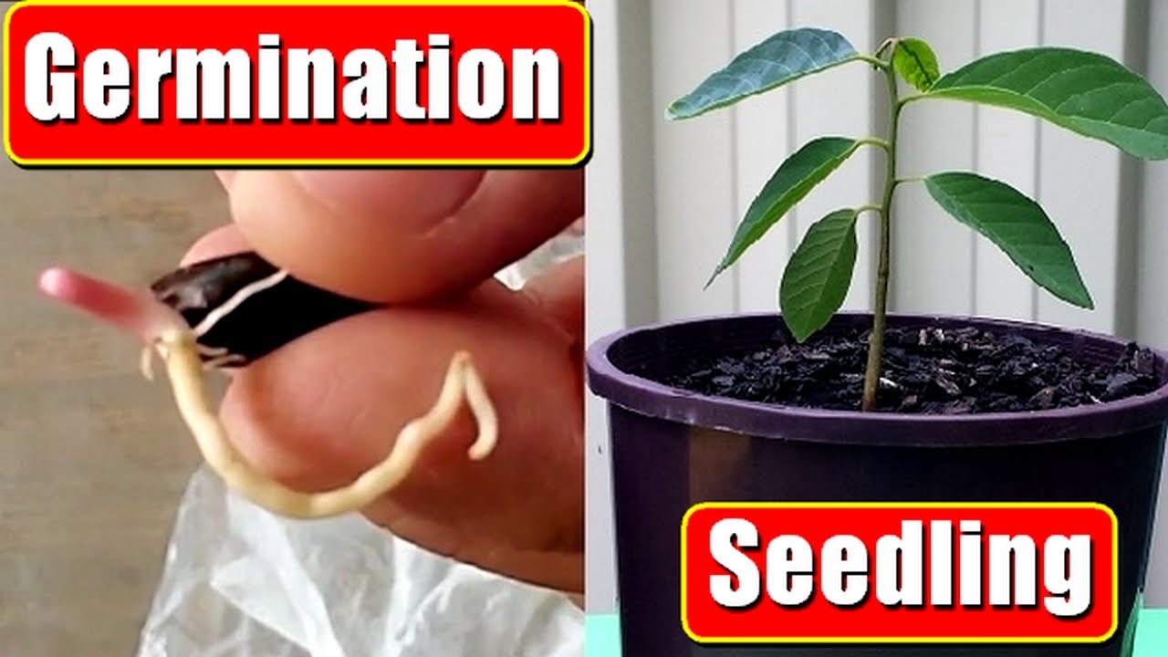 Custard Apple Seed Germination Growing Cherimoya From Seed Easily