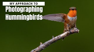 My Approach to Photographing Hummingbirds