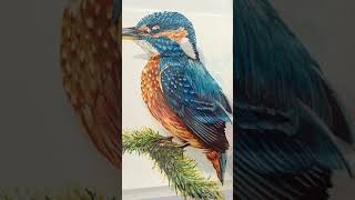 Bas Geeraets - Ijsvogel