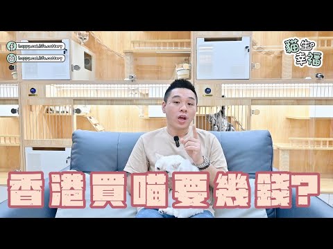 新手養貓 | 香港買貓要幾錢? | 可能係全港第一個講解貓貓既頻道