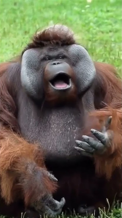 smart orangutan gestures for food.