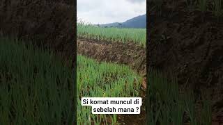 si komat muncul di sebelah mana ini