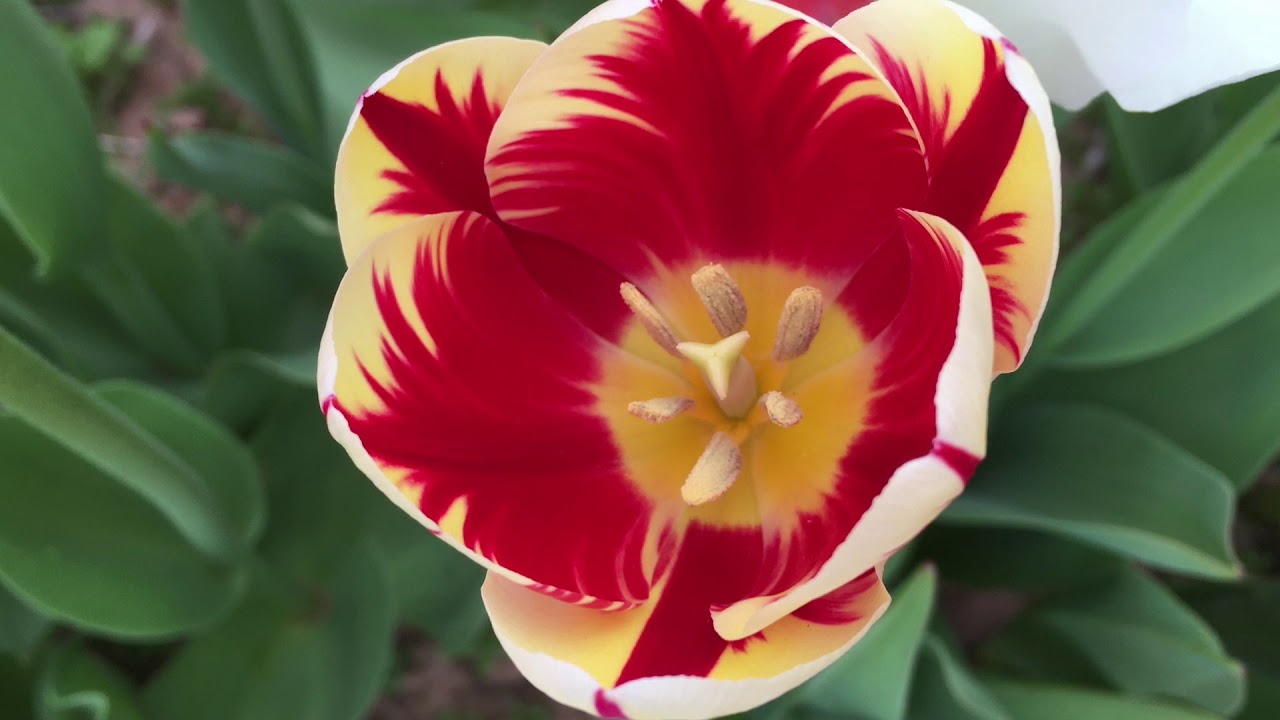 Tulips are Blooming Everywhere Around The Island 2020 (Short Video