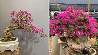 Collection of the most beautiful bougainvillea bonsai masterpiece in 2021 #01