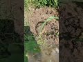Live highlight