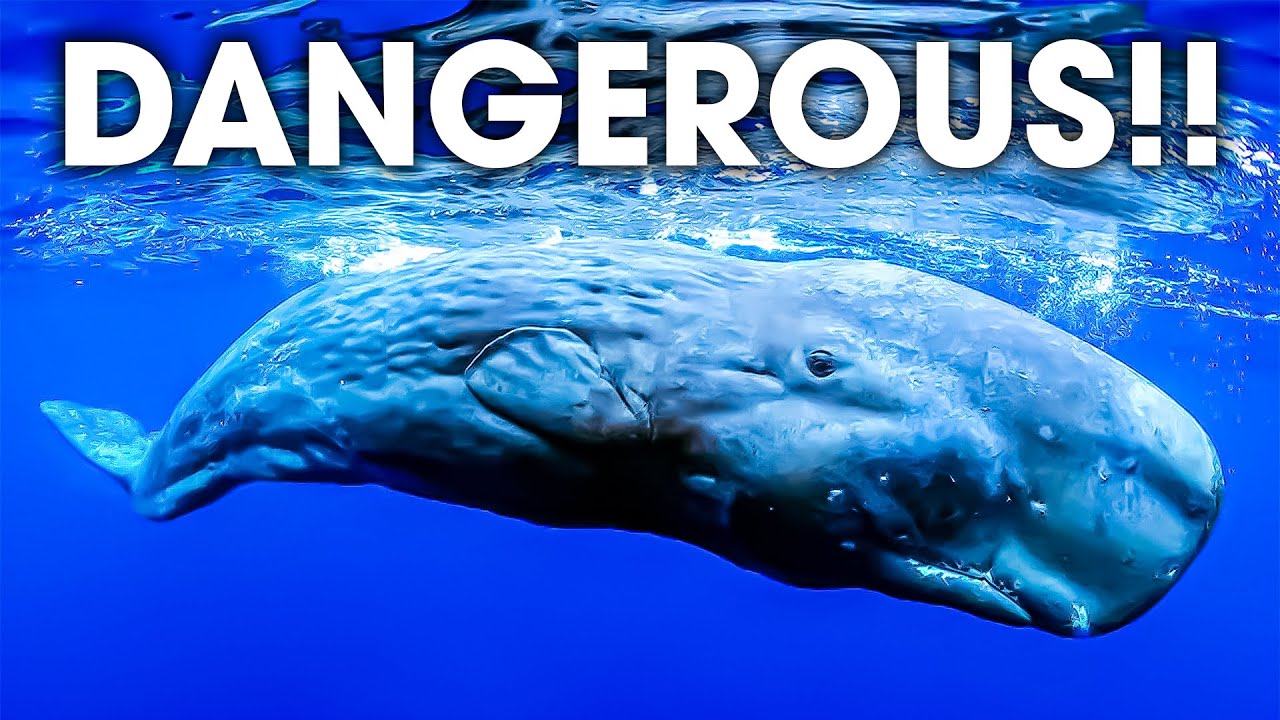 Sperm Whale vs Orca: The Ultimate Predator Showdown! - YouTube
