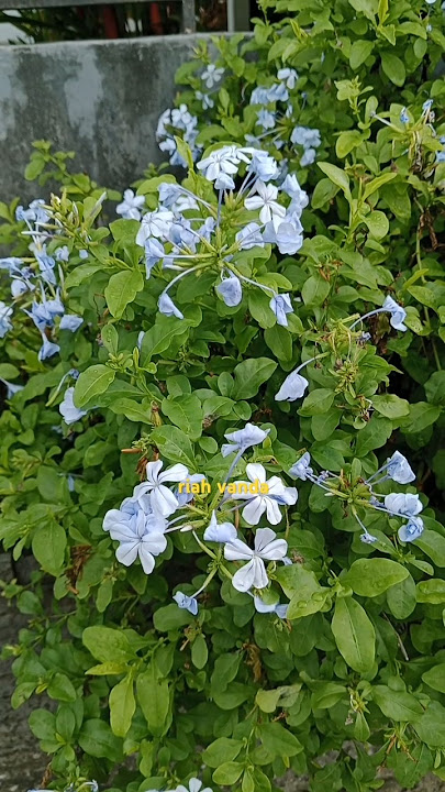 Bunga biru ( plumbago auriculata )