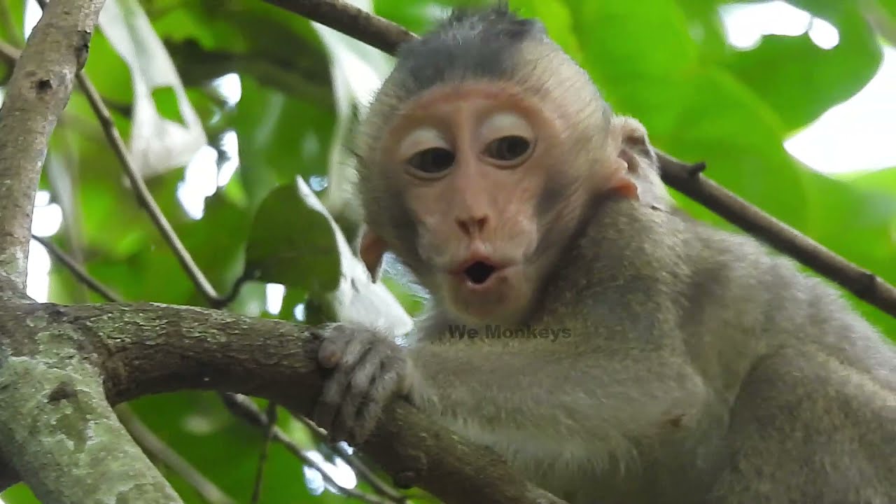 Baby Monkey Mira Lost Mom Cries So Loudly