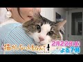 猫がいない人生なんて!~No Cat No Life~ | BSテレ東にゃにゃチャンネル | BSテレ東