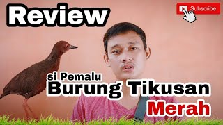 BURUNG TIKUSAN MERAH SI PEMALU❓