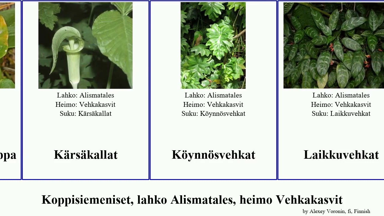 Koppisiemeniset, lahko Alismatales, heimo Vehkakasvit arisaema pan josh angiosperms ovale taarot