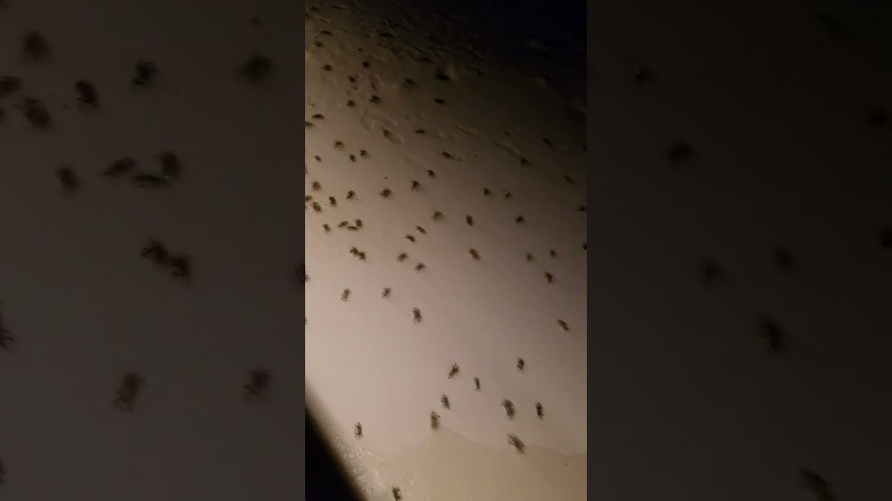 Thousands of crabs at night near the Pavilion - Hard Rock Hotel Maldives