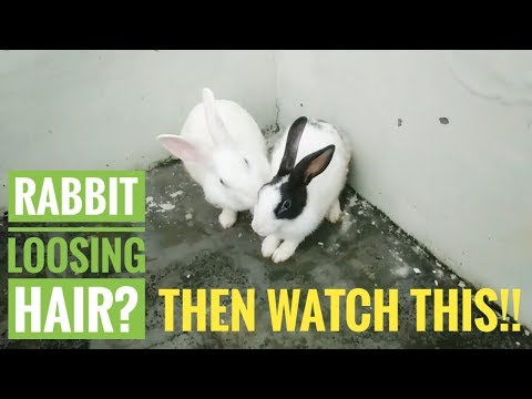 वीडियो: खरगोशों में बालों का झड़ना