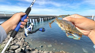 Fishing w/ BLUE CRAB under the BRIDGE! (DIDN'T Expect This)