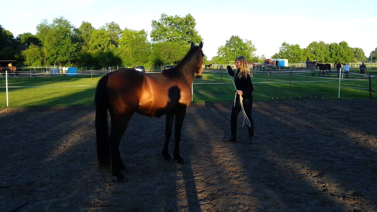 Nadir beim Anti-Schreck-Training (kurzes Video)