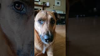 #closeups #cutie #dog