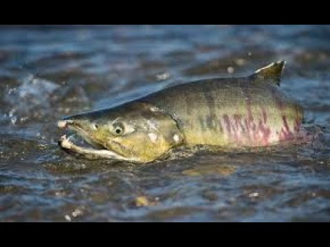 Video: Ikan Salmon. Jenis salmon dan penerangannya