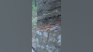 The technique of tapping rubber trees to produce abundant rubber sap #shorts