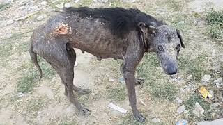 She was walking wounded on the side of the road…