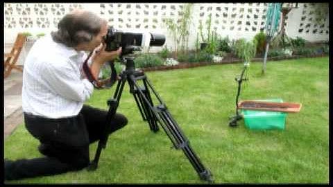 Elephant Hawk Moth Close Up
