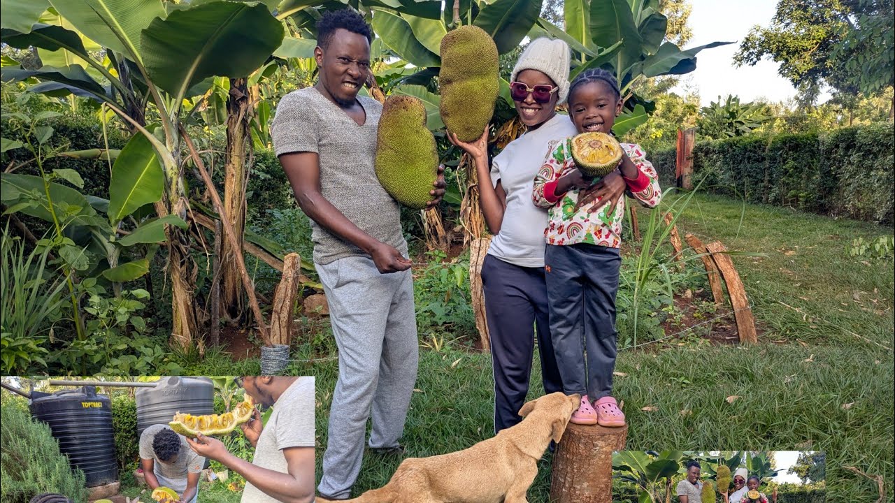 AFRICAN VILLAGE LIFESTYLE. JACKFRUIT/FENESI HOME .A BEAUTIFUL DAY IN MY AFRICAN VILLAGE ‼️‼️