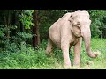 The Elephant Sanctuary | Remembering Shirley