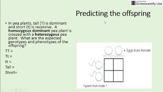 Unit 6 Crash Course Punnett Squares