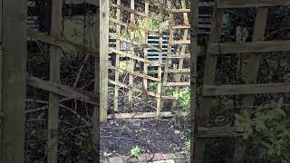 #black and #white #cat #prowling the #vicarage #garden #blackmore #shorts