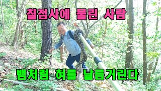 칠점사에 물린 사람 뱀처럼 혀를 날름거린다. 칠점사 보고 발견한 산삼.