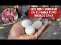 HIZI NDIO BOOSTER 5 ZA KUFANYA KUKU WATAGE SANA BILA MADAWA YA GHARAMA