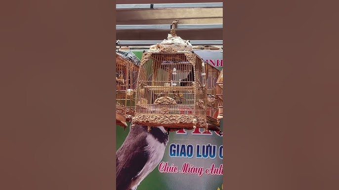 Bảo Lộc - Hỏi Loại Chim | Click49 - Bảo Lộc | Đà Lạt | Lâm Đồng