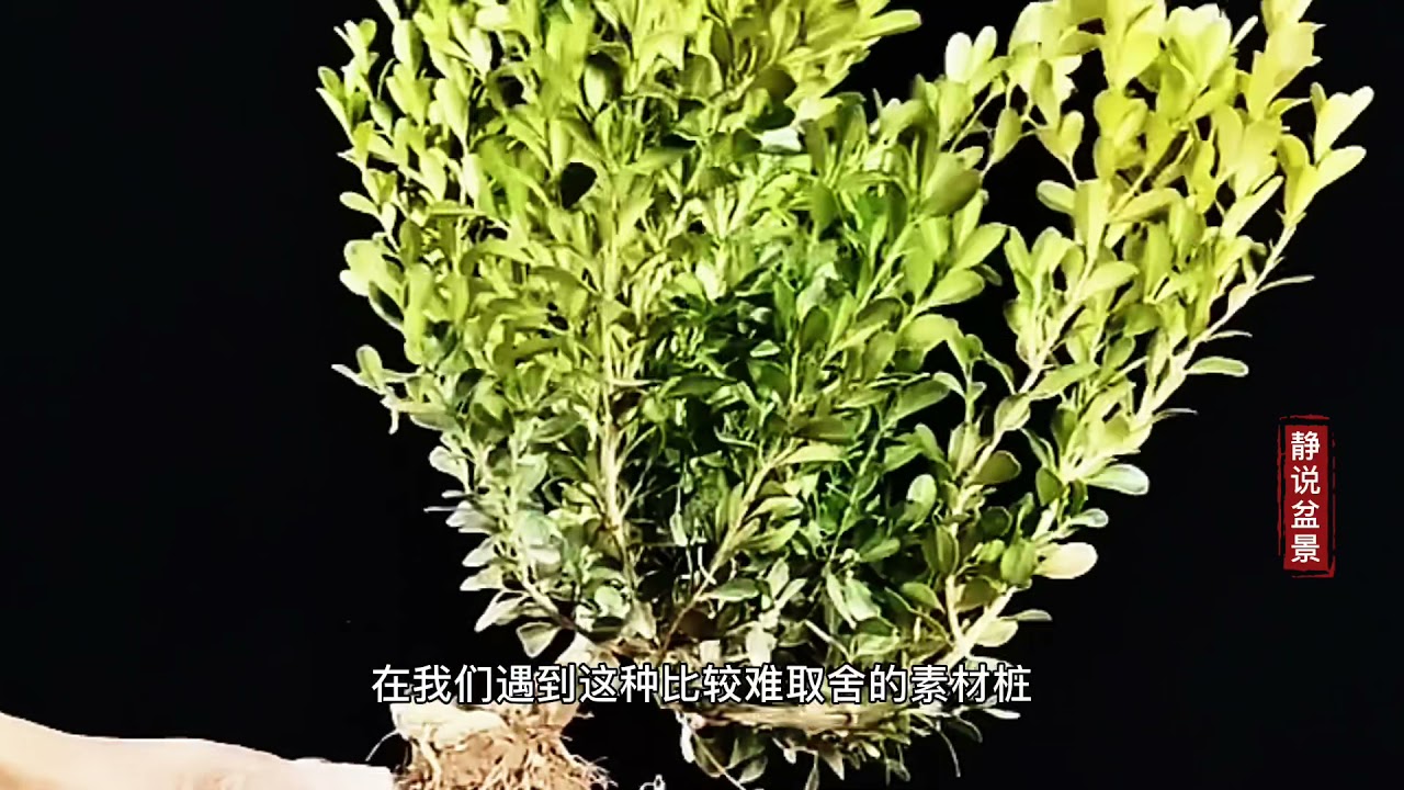 面对杂乱素材选用【排除法】做造型，黄杨素材示范讲解，新手学习