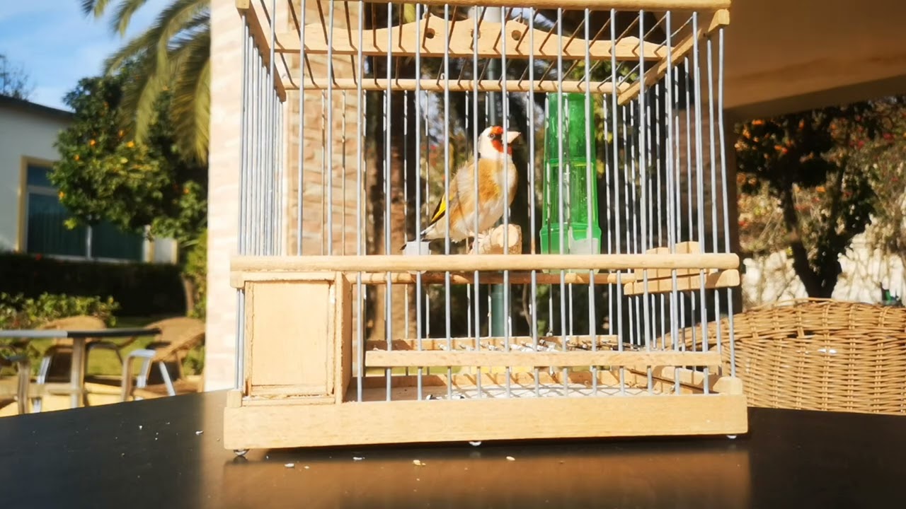 حسون خلوي 2022