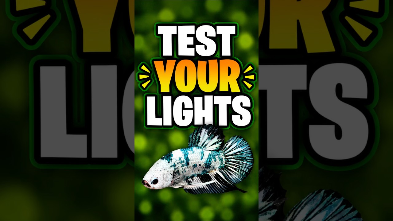 Your Aquarium Light Might Be Lying to You!