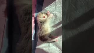 A Imut Bocil Bocil Bayi Kucing Lucu