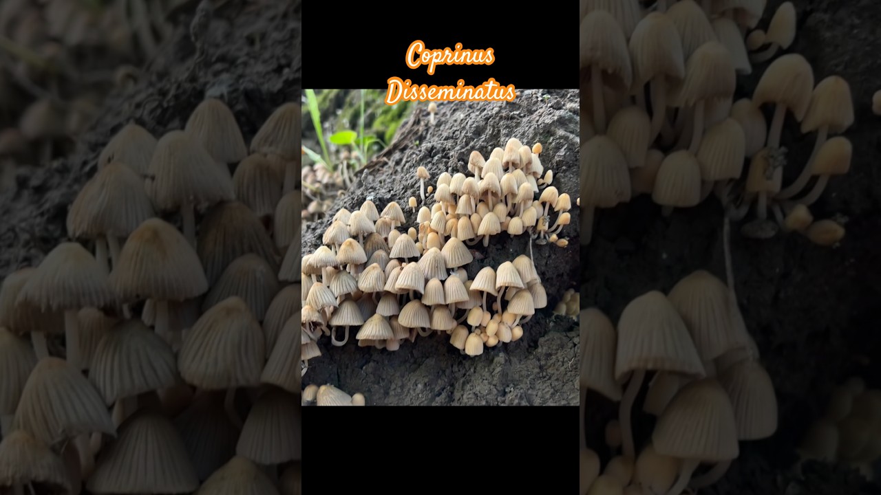 Coprinellus disseminatus-Навозник Рассеяный!too small to be eaten! 