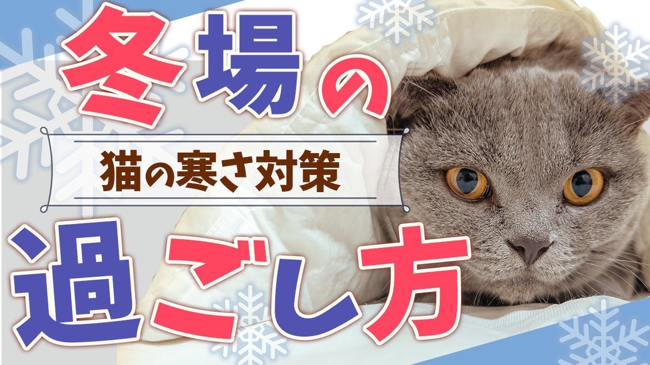 How to spend the cold season] If your cat does this, it's a sign