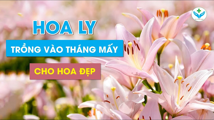 Ly cao bao nhiêu ngày ra hoa năm 2024