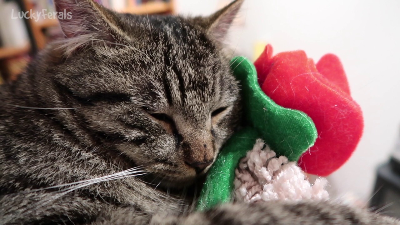 Simba Sleeping With His Valentine s Day Rose Cat Simba Sleeping With His Valentine s Day Rose Cat