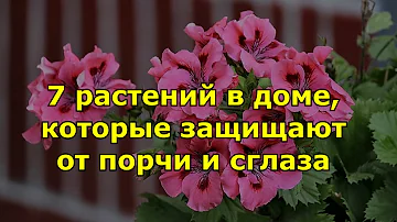 7 растений в доме, которые защищают от порчи и сглаза своих владельцев.