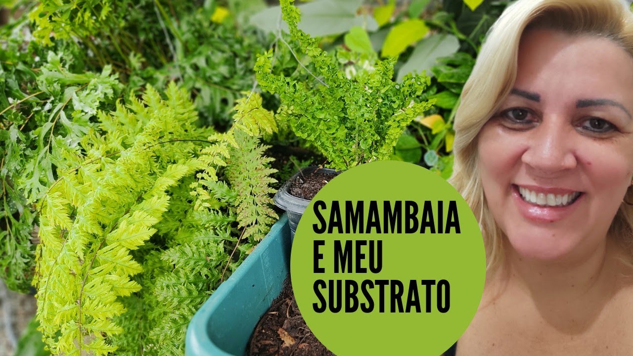 substrato que da vida as minhas samambaias,elas amam e ficam sempre verdinhas e linda ❤️