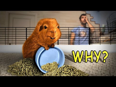 Why Do Guinea Pigs Flip Their Bowls?