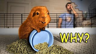 Why Do Guinea Pigs Flip Their Bowls?