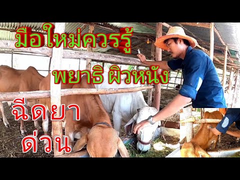 วีดีโอ: วัวเป็นทรัพยากรหมุนเวียนหรือไม่?