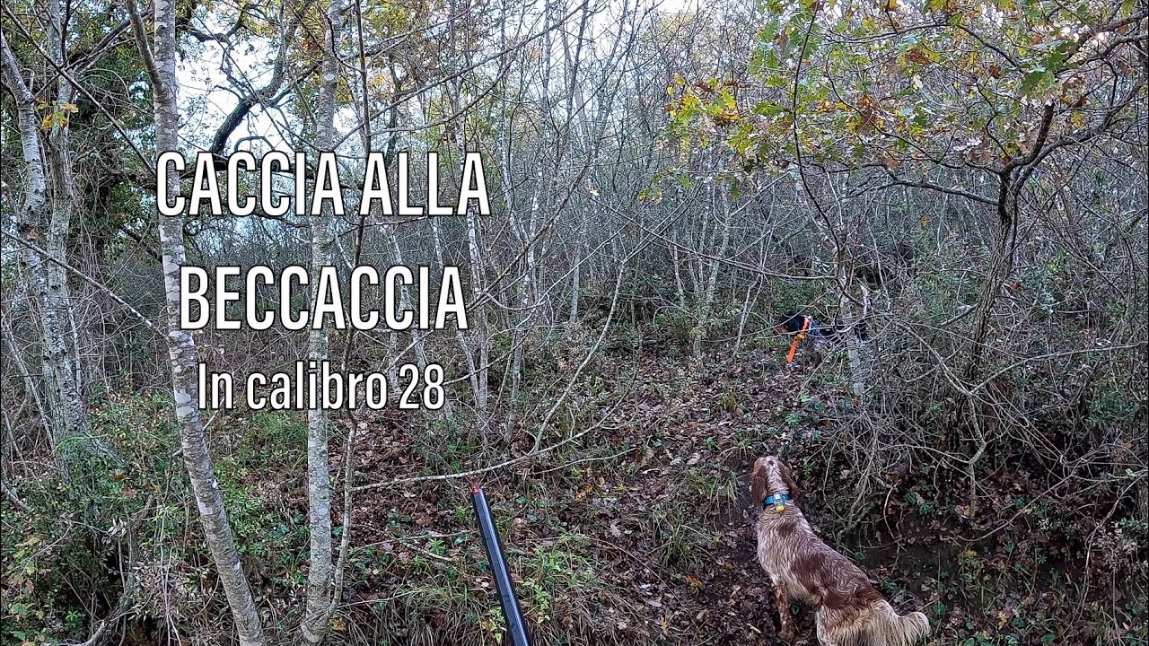 Caccia alla beccaccia |  Dominanza | Lucky & IRA | Setter inglese