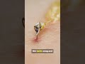 Why Bees DIE After 1 Sting (The Brutal Reason)