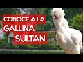 Gallina Sultán 🐔 Una hermosa raza blanca como la nieve