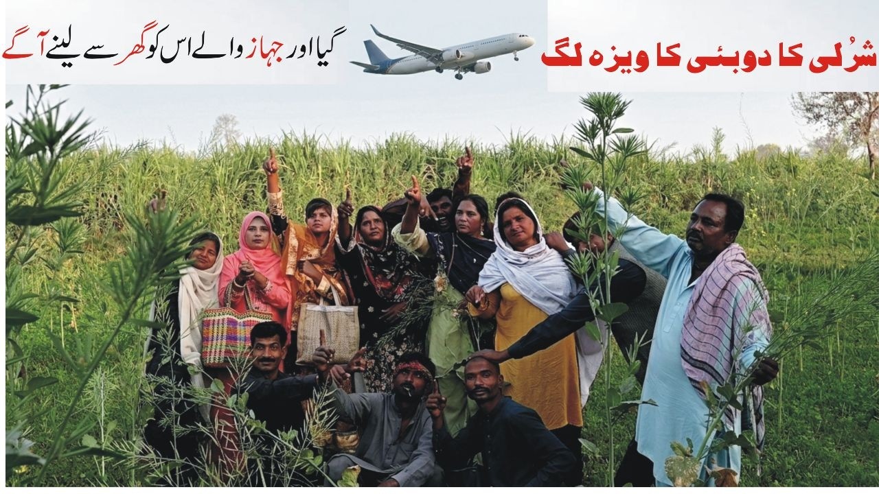 Dobhai  Shazai Salma Samani Bhaktavar Abdin Shami Golo Alyas Nazarin Samara by Veela Niakam